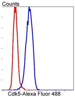 Invitrogen CDK5 Recombinant Rabbit Monoclonal Antibody (SR39-01) 100 &mu;L;