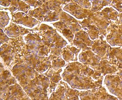 Invitrogen MKP3 Recombinant Rabbit Monoclonal Antibody (SR39-09) 100 &mu;L;