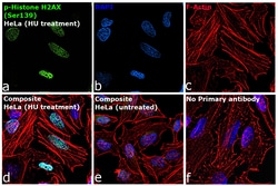 Invitrogen Phospho-Histone H2A.X (Ser139) Recombinant Rabbit Monoclonal