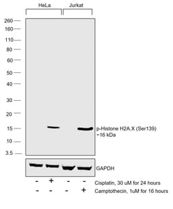 Invitrogen Phospho-Histone H2A.X (Ser139) Recombinant Rabbit Monoclonal