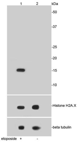 Invitrogen Phospho-Histone H2A.X (Ser139) Recombinant Rabbit Monoclonal