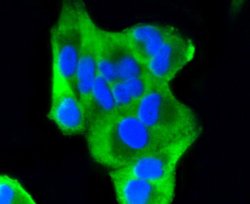 Invitrogen PUMA alpha Recombinant Rabbit Monoclonal Antibody (SR42-09)