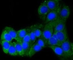 Invitrogen PUMA alpha Recombinant Rabbit Monoclonal Antibody (SR42-09)