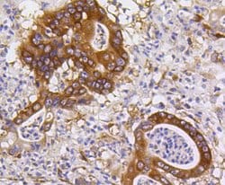 Invitrogen PUMA alpha Recombinant Rabbit Monoclonal Antibody (SR42-09)