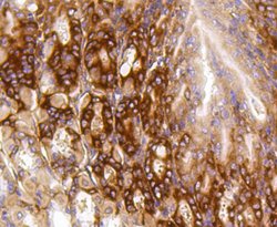 Invitrogen PUMA alpha Recombinant Rabbit Monoclonal Antibody (SR42-09)