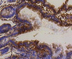 Invitrogen PUMA alpha Recombinant Rabbit Monoclonal Antibody (SR42-09)