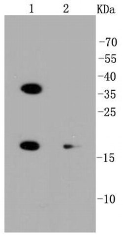 Invitrogen PUMA alpha Recombinant Rabbit Monoclonal Antibody (SR42-09)