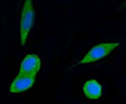 Invitrogen PI3K p55 gamma Recombinant Rabbit Monoclonal Antibody (SR44-06)