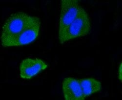 Invitrogen IRF1 Recombinant Rabbit Monoclonal Antibody (SR44-08) 100 &mu;L | Buy Online | Invitrogen&trade; | Fisher Scientific