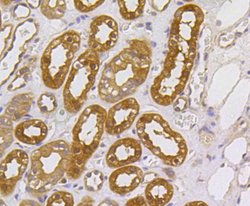 Invitrogen MEK1/MEK2 Recombinant Rabbit Monoclonal Antibody (SR13-07) 100