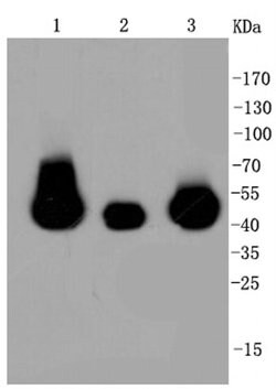 Invitrogen MEK1/MEK2 Recombinant Rabbit Monoclonal Antibody (SR13-07) 100