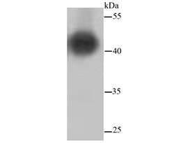 Invitrogen MEK1/MEK2 Recombinant Rabbit Monoclonal Antibody (SR13-07) 100