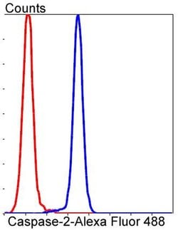 Invitrogen Caspase 2 Recombinant Rabbit Monoclonal Antibody (SR44-01) 100 &mu;L | Buy Online | Invitrogen&trade; | Fisher Scientific