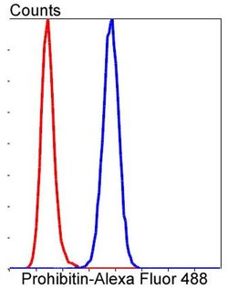 Invitrogen Prohibitin Recombinant Rabbit Monoclonal Antibody (SR46-02) 100 &mu;L | Buy Online | Invitrogen&trade; | Fisher Scientific