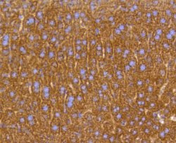 Invitrogen Prohibitin Recombinant Rabbit Monoclonal Antibody (SR46-02) 100 &mu;L | Buy Online | Invitrogen&trade; | Fisher Scientific