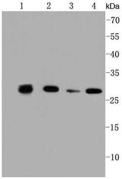 Invitrogen Prohibitin Recombinant Rabbit Monoclonal Antibody (SR46-02) 100 &mu;L | Buy Online | Invitrogen&trade; | Fisher Scientific