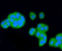 Invitrogen SR-BI Recombinant Rabbit Monoclonal Antibody (SR37-06) 100 &mu;L;