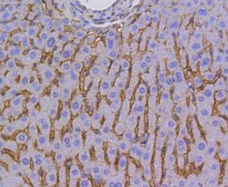 Invitrogen SR-BI Recombinant Rabbit Monoclonal Antibody (SR37-06) 100 &mu;L;