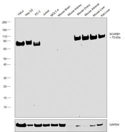 Invitrogen SR-BI Recombinant Rabbit Monoclonal Antibody (SR37-06) 100 &mu;L;