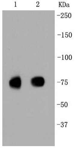 Invitrogen SR-BI Recombinant Rabbit Monoclonal Antibody (SR37-06) 100 &mu;L;