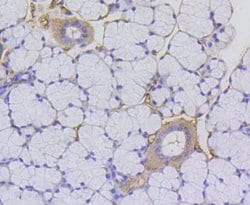 Invitrogen H2AK9ac Recombinant Rabbit Monoclonal Antibody (SR4-15) 100