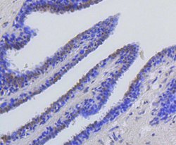 Invitrogen H2AK9ac Recombinant Rabbit Monoclonal Antibody (SR4-15) 100