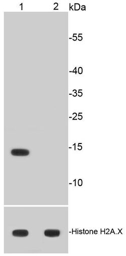 Invitrogen H2AK9ac Recombinant Rabbit Monoclonal Antibody (SR4-15) 100