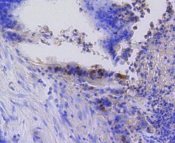 Invitrogen Phospho-Rb (Ser807) Recombinant Rabbit Monoclonal Antibody (SR3-82)