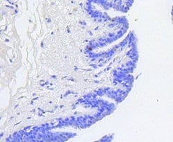 Invitrogen Phospho-Rb (Ser807) Recombinant Rabbit Monoclonal Antibody (SR3-82)