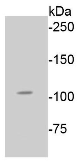Invitrogen Phospho-Rb (Ser807) Recombinant Rabbit Monoclonal Antibody (SR3-82)