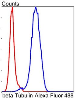 Invitrogen beta-5 Tubulin Recombinant Rabbit Monoclonal Antibody (SR25-04)