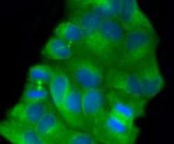 Invitrogen beta-5 Tubulin Recombinant Rabbit Monoclonal Antibody (SR25-04)