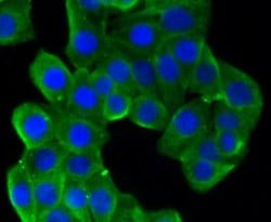 Invitrogen beta-5 Tubulin Recombinant Rabbit Monoclonal Antibody (SR25-04)