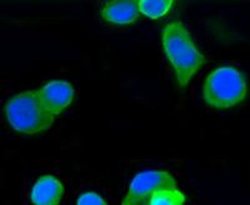 Invitrogen beta-5 Tubulin Recombinant Rabbit Monoclonal Antibody (SR25-04)