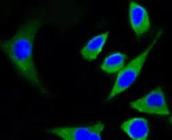 Invitrogen beta-5 Tubulin Recombinant Rabbit Monoclonal Antibody (SR25-04)