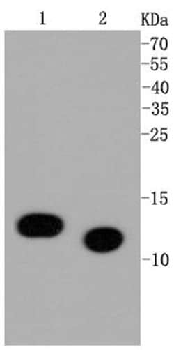 Invitrogen H4K5ac Recombinant Rabbit Monoclonal Antibody (SR31-07), ChIP-Verified:Antibodies:Primary