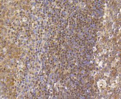 Invitrogen H3K79me1me2me3 Recombinant Rabbit Monoclonal Antibody (SR42-06)