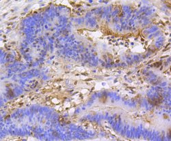 Invitrogen H3K79me1me2me3 Recombinant Rabbit Monoclonal Antibody (SR42-06)