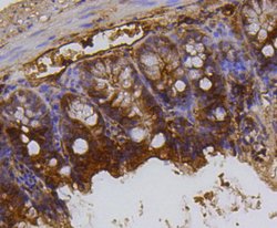 Invitrogen H3K79me1me2me3 Recombinant Rabbit Monoclonal Antibody (SR42-06)