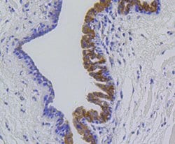Invitrogen MMP12 Recombinant Rabbit Monoclonal Antibody (SR03-23) 100 &mu;L;