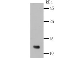 Invitrogen Firefly luciferase Recombinant Rabbit Monoclonal Antibody (SR03-86)