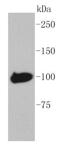Invitrogen Maltose Binding Protein Recombinant Rabbit Monoclonal Antibody