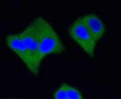 Invitrogen Active Caspase 3 Recombinant Rabbit Monoclonal Antibody (SR01-02)