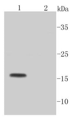 Invitrogen Active Caspase 3 Recombinant Rabbit Monoclonal Antibody (SR01-02)