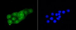 Invitrogen CDK2 Recombinant Rabbit Monoclonal Antibody (SR01-01) 100 &mu;L;