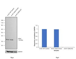 Invitrogen CDK2 Recombinant Rabbit Monoclonal Antibody (SR01-01) 100 &mu;L;