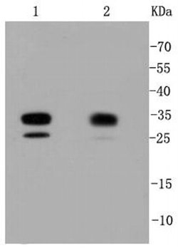 Invitrogen CDK2 Recombinant Rabbit Monoclonal Antibody (SR01-01) 100 &mu;L;