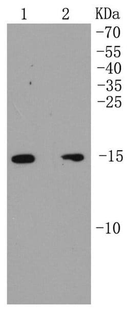Invitrogen ARPC5 Recombinant Rabbit Monoclonal Antibody (SR34-02) 100 &mu;L;