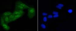 Invitrogen Phospho-EIF2S1 (Ser51) Recombinant Rabbit Monoclonal Antibody