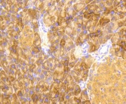 Invitrogen Phospho-EIF2S1 (Ser51) Recombinant Rabbit Monoclonal Antibody